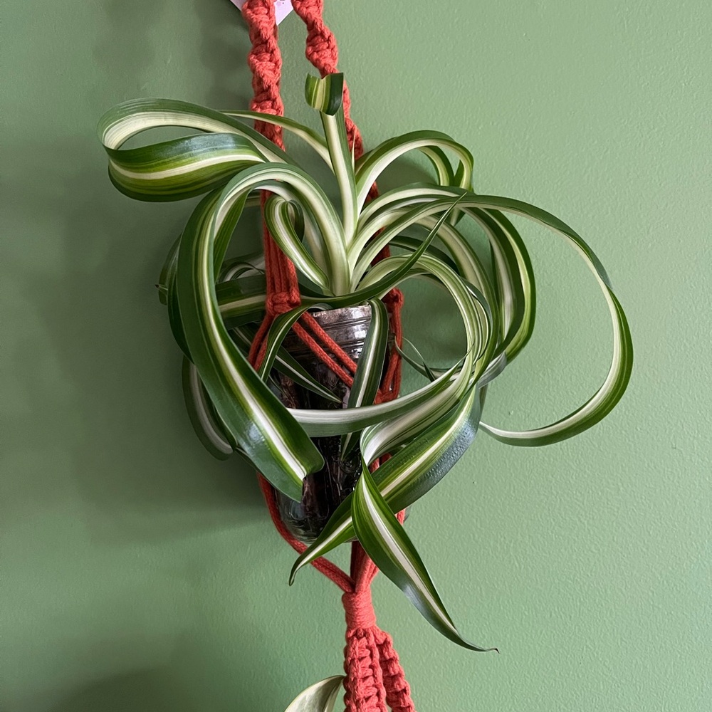 two tiered macrame plant hanger